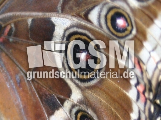 Schmetterling-1.jpg